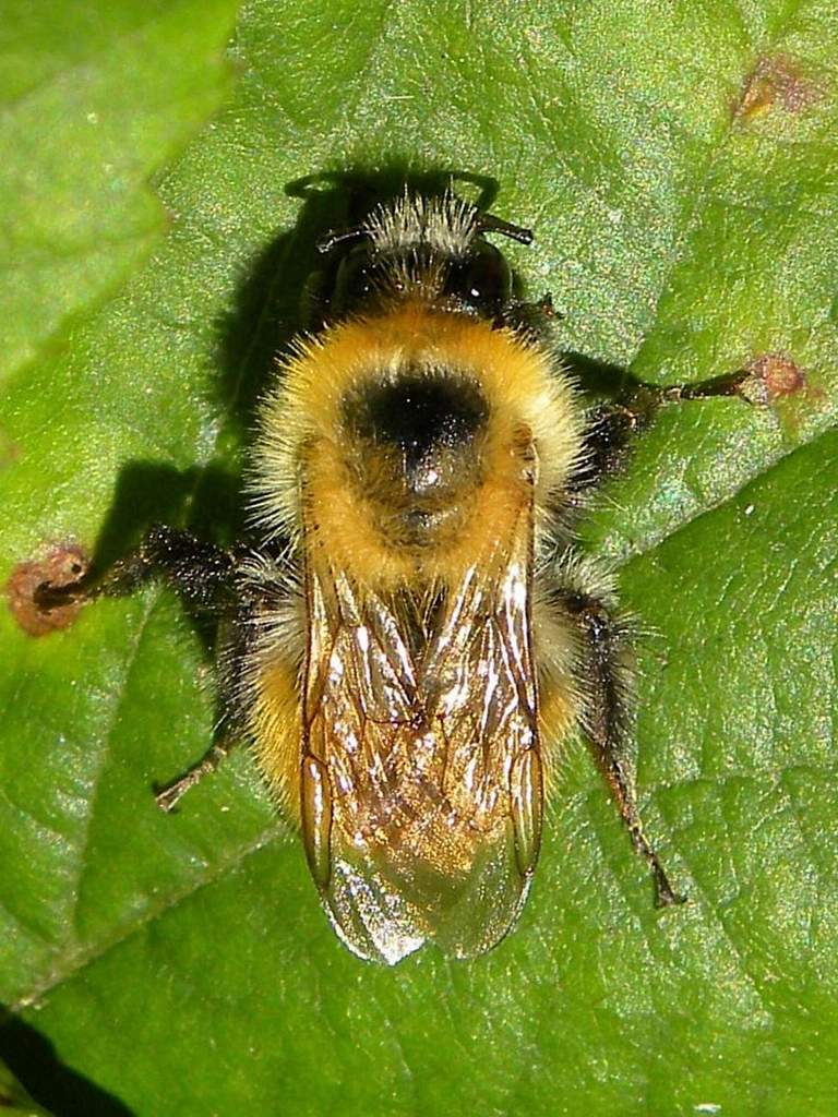 Bombus sp.